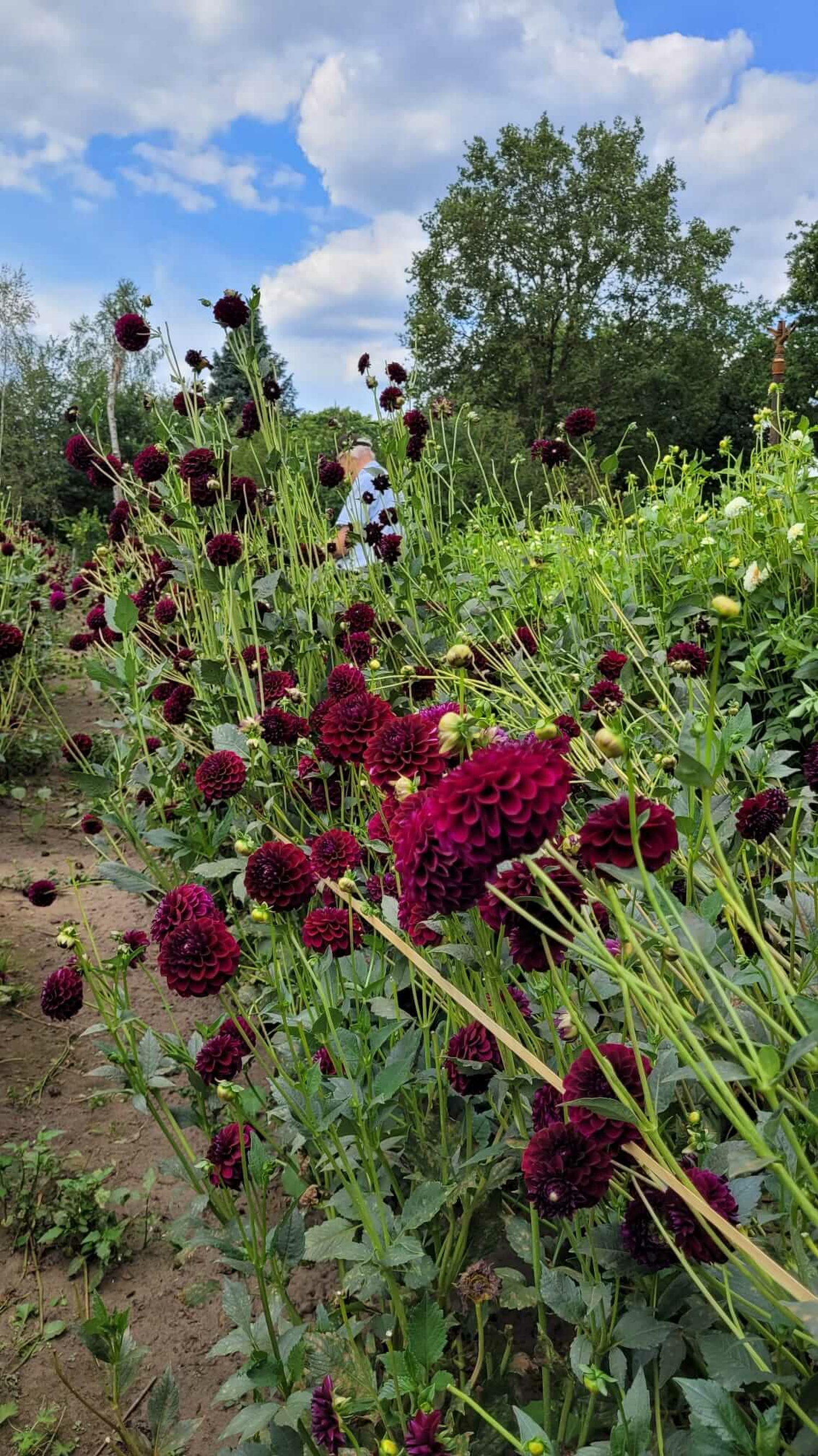 Hooiland Dahlialand 02