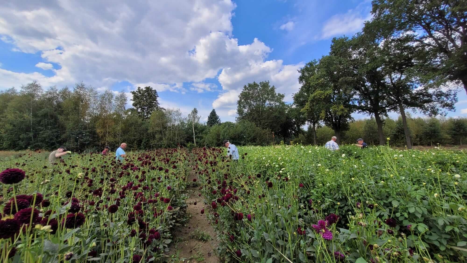 Hooiland Dahlialand 03