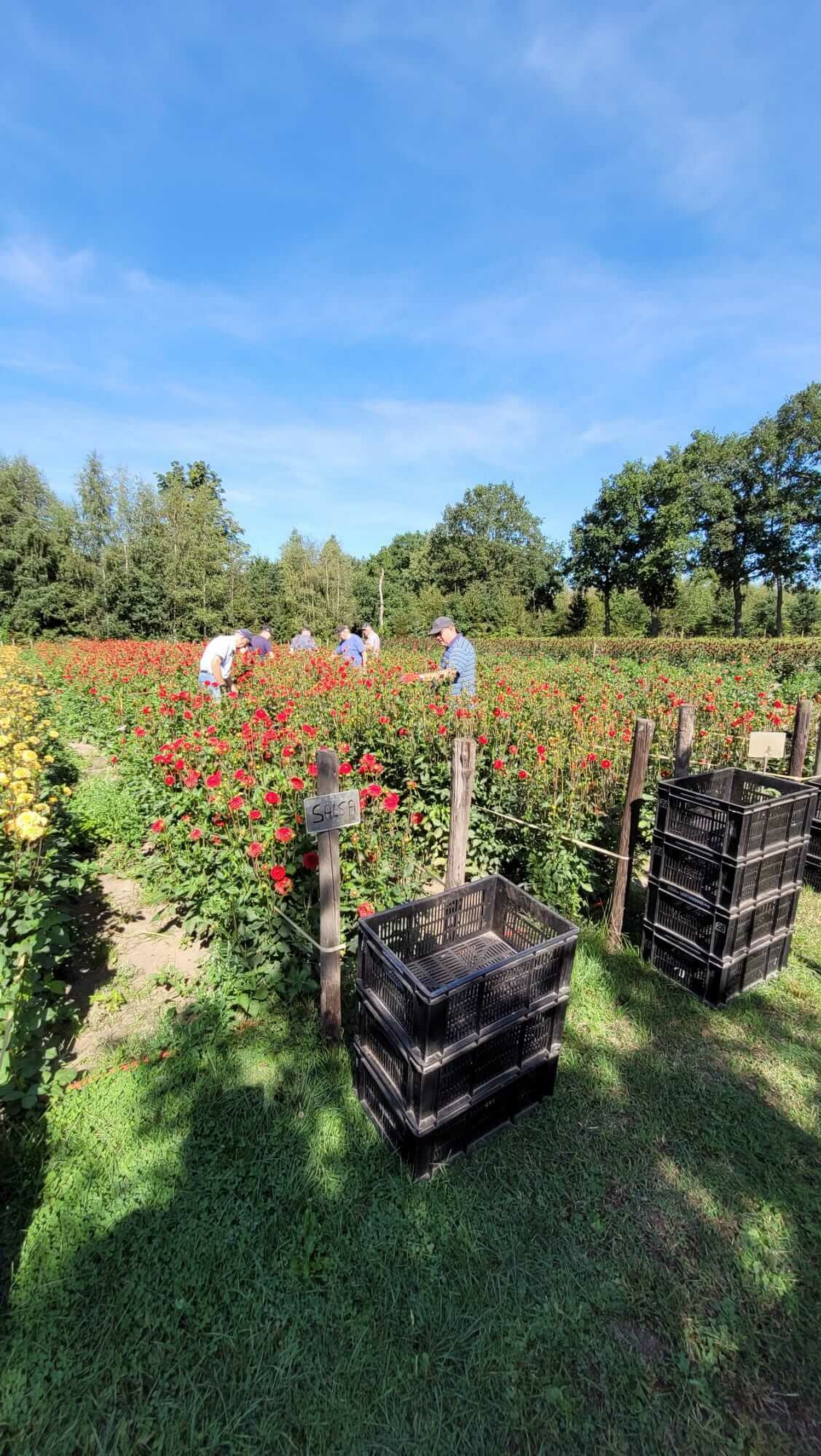 Hooiland Dahlialand 01