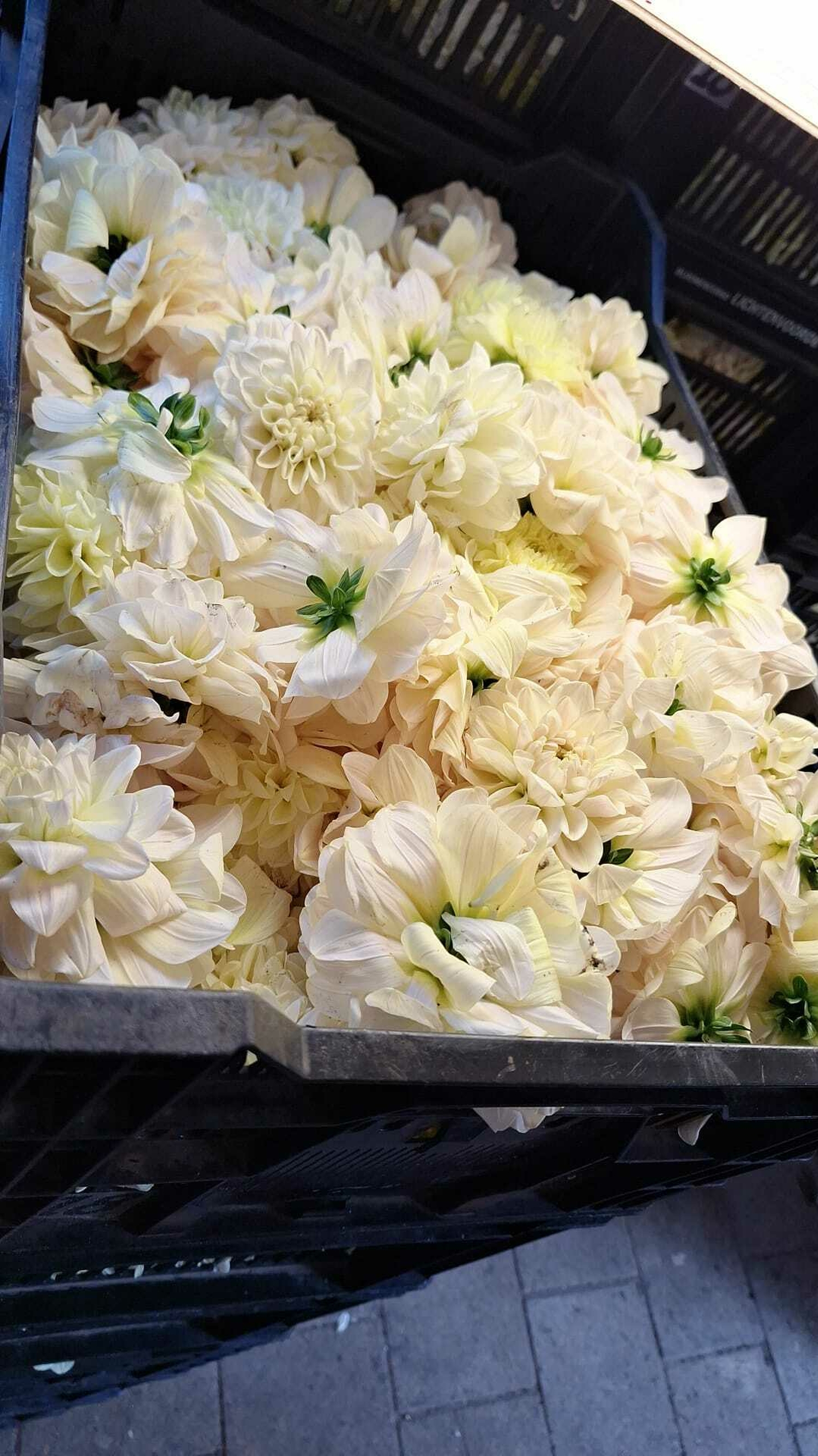 Laatste Weekend Hooiland 5