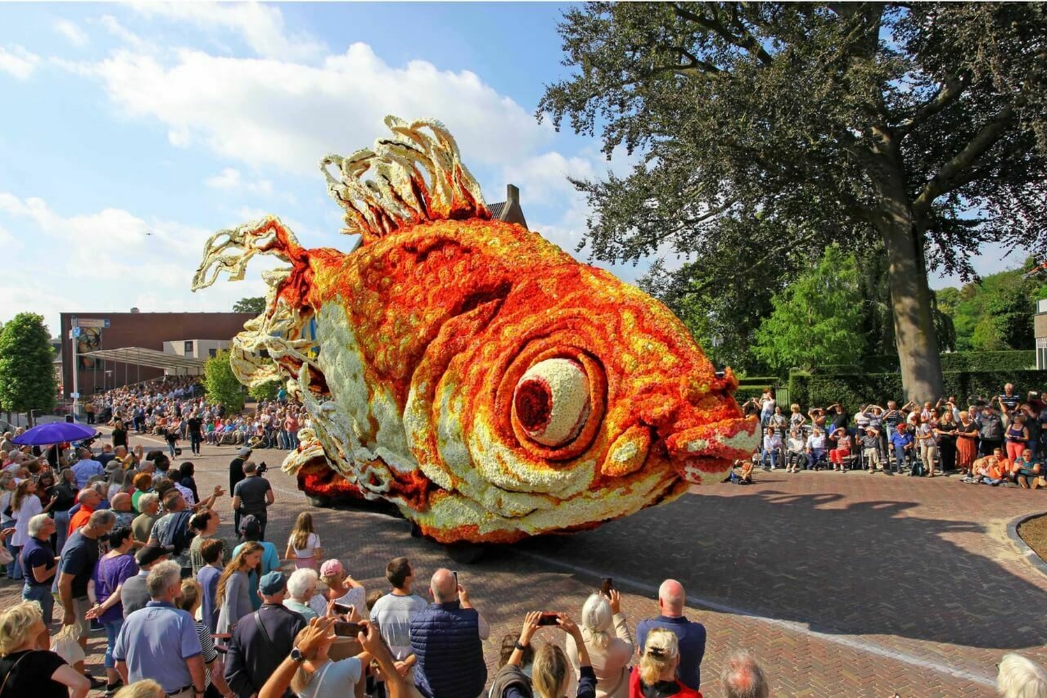 2022 Goudvis Corsogroep Hooiland