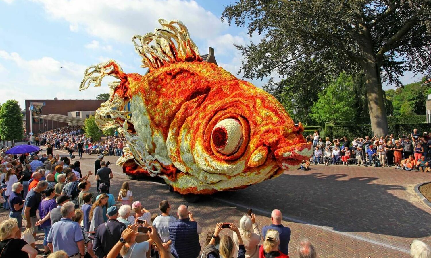 2022 Goudvis Corsogroep Hooiland